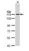 Structural Maintenance Of Chromosomes 1A antibody, GTX109724, GeneTex, Western Blot image 