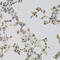 Heparin Binding Growth Factor antibody, 19-606, ProSci, Immunohistochemistry frozen image 