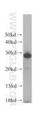 Receptor Accessory Protein 2 antibody, 15684-1-AP, Proteintech Group, Western Blot image 