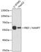 Nicotinamide Phosphoribosyltransferase antibody, GTX55840, GeneTex, Western Blot image 