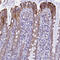 Nucleotide Binding Oligomerization Domain Containing 2 antibody, HPA041985, Atlas Antibodies, Immunohistochemistry frozen image 