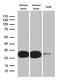 Calbindin 2 antibody, LS-C793869, Lifespan Biosciences, Western Blot image 