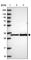 Mitochondrial Ribosomal Protein L3 antibody, HPA043665, Atlas Antibodies, Western Blot image 