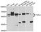 Fc Receptor Like 4 antibody, A10329, ABclonal Technology, Western Blot image 