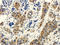 Coatomer Protein Complex Subunit Alpha antibody, orb325700, Biorbyt, Immunohistochemistry paraffin image 