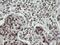 Chimerin 1 antibody, NBP2-46290, Novus Biologicals, Immunohistochemistry frozen image 