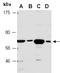 Optineurin antibody, orb107111, Biorbyt, Western Blot image 