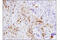 Galectin 9 antibody, 54330S, Cell Signaling Technology, Immunohistochemistry paraffin image 