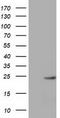 MOB Kinase Activator 1B antibody, TA501351, Origene, Western Blot image 