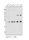 Chromobox 5 antibody, A02780-3, Boster Biological Technology, Western Blot image 