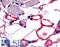 Vasoactive Intestinal Peptide Receptor 1 antibody, LS-A1297, Lifespan Biosciences, Immunohistochemistry frozen image 