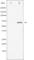 Spleen Associated Tyrosine Kinase antibody, abx011582, Abbexa, Western Blot image 