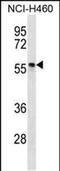 Phosphorylated adapter RNA export protein antibody, PA5-48461, Invitrogen Antibodies, Western Blot image 