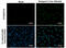 Dengue virus antibody, GTX629116, GeneTex, Immunofluorescence image 