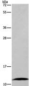 Fatty Acid Binding Protein 6 antibody, PA5-50407, Invitrogen Antibodies, Western Blot image 