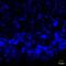 Nknb antibody, NB300-201, Novus Biologicals, Immunofluorescence image 