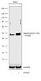 SMAD2 antibody, 701723, Invitrogen Antibodies, Western Blot image 