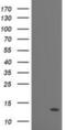 Phosphodiesterase 6G antibody, NBP2-01353, Novus Biologicals, Western Blot image 