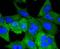 Vav Guanine Nucleotide Exchange Factor 2 antibody, A03014-1, Boster Biological Technology, Immunocytochemistry image 