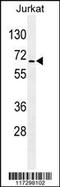 RNA Binding Motif Protein 14 antibody, 55-908, ProSci, Western Blot image 