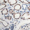 Complement C5a Receptor 1 antibody, LS-C358932, Lifespan Biosciences, Immunohistochemistry paraffin image 