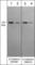 Cadherin 1 antibody, CM5331, ECM Biosciences, Western Blot image 