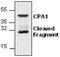 Carboxypeptidase A1 antibody, GTX59700, GeneTex, Western Blot image 