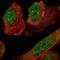 Cyclin Dependent Kinase Inhibitor 1C antibody, NBP1-89917, Novus Biologicals, Immunocytochemistry image 