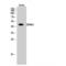 Serine/Threonine Kinase 17b antibody, LS-C383198, Lifespan Biosciences, Western Blot image 