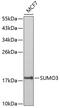 Small ubiquitin-related modifier 3 antibody, GTX54706, GeneTex, Western Blot image 