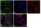 Heat Shock Protein 90 Beta Family Member 1 antibody, PA5-23177, Invitrogen Antibodies, Immunofluorescence image 