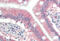 Ring Finger Protein 39 antibody, MBS248810, MyBioSource, Immunohistochemistry paraffin image 