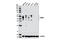 G Protein-Coupled Receptor Class C Group 5 Member A antibody, 12968S, Cell Signaling Technology, Western Blot image 