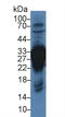 Carbonic Anhydrase 3 antibody, LS-C374715, Lifespan Biosciences, Western Blot image 