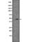 Cylicin 2 antibody, PA5-67795, Invitrogen Antibodies, Western Blot image 