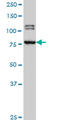 Bromodomain Containing 3 antibody, LS-C133529, Lifespan Biosciences, Western Blot image 