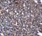 Calcium release-activated calcium channel protein 1 antibody, PM-5207, ProSci, Immunohistochemistry paraffin image 