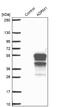 Adhesion Regulating Molecule 1 antibody, NBP1-88993, Novus Biologicals, Western Blot image 