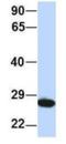 Proteasome Subunit Alpha 2 antibody, NBP1-54633, Novus Biologicals, Immunohistochemistry frozen image 