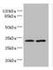 Tetraspanin 5 antibody, A61566-100, Epigentek, Western Blot image 