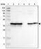 N-Acetylneuraminate Synthase antibody, PA5-53960, Invitrogen Antibodies, Western Blot image 