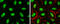 H3 Histone Family Member 3B antibody, GTX115549, GeneTex, Immunocytochemistry image 