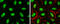 H3 Histone Family Member 3B antibody, GTX115549, GeneTex, Immunocytochemistry image 