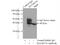 IST1 homolog antibody, 51002-1-AP, Proteintech Group, Immunoprecipitation image 