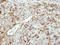 Glycerol Kinase 5 antibody, LS-C185884, Lifespan Biosciences, Immunohistochemistry paraffin image 