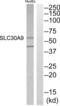 Solute Carrier Family 30 Member 9 antibody, abx015074, Abbexa, Western Blot image 