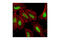 CCCTC-Binding Factor antibody, 3417P, Cell Signaling Technology, Immunofluorescence image 