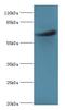 ASH2 Like, Histone Lysine Methyltransferase Complex Subunit antibody, LS-C372219, Lifespan Biosciences, Western Blot image 