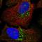 Tryptophanyl TRNA Synthetase 2, Mitochondrial antibody, HPA069692, Atlas Antibodies, Immunofluorescence image 