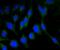 RNA Binding Fox-1 Homolog 3 antibody, NBP2-67314, Novus Biologicals, Immunofluorescence image 